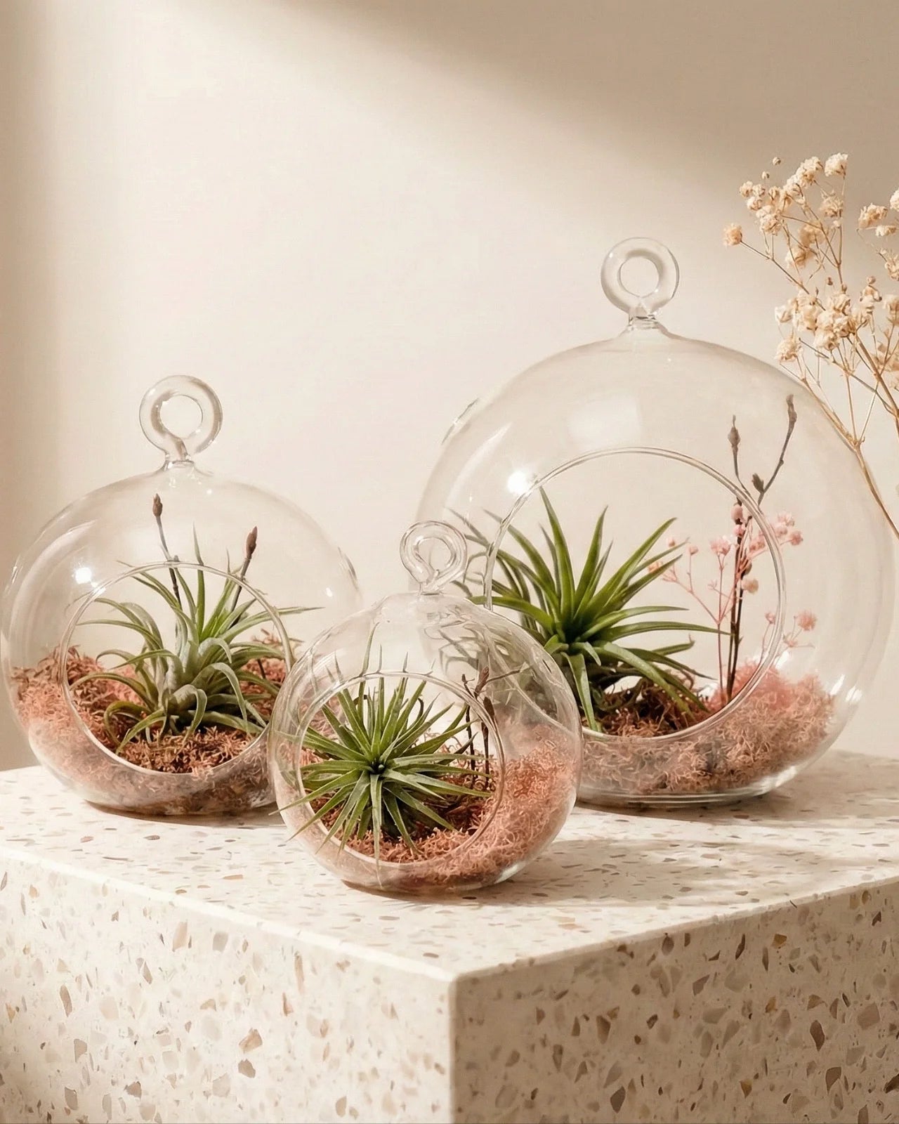 Collezione Aria trio terrarium vetro tillandsia su piano terrazzo decorazione green per casa Roma