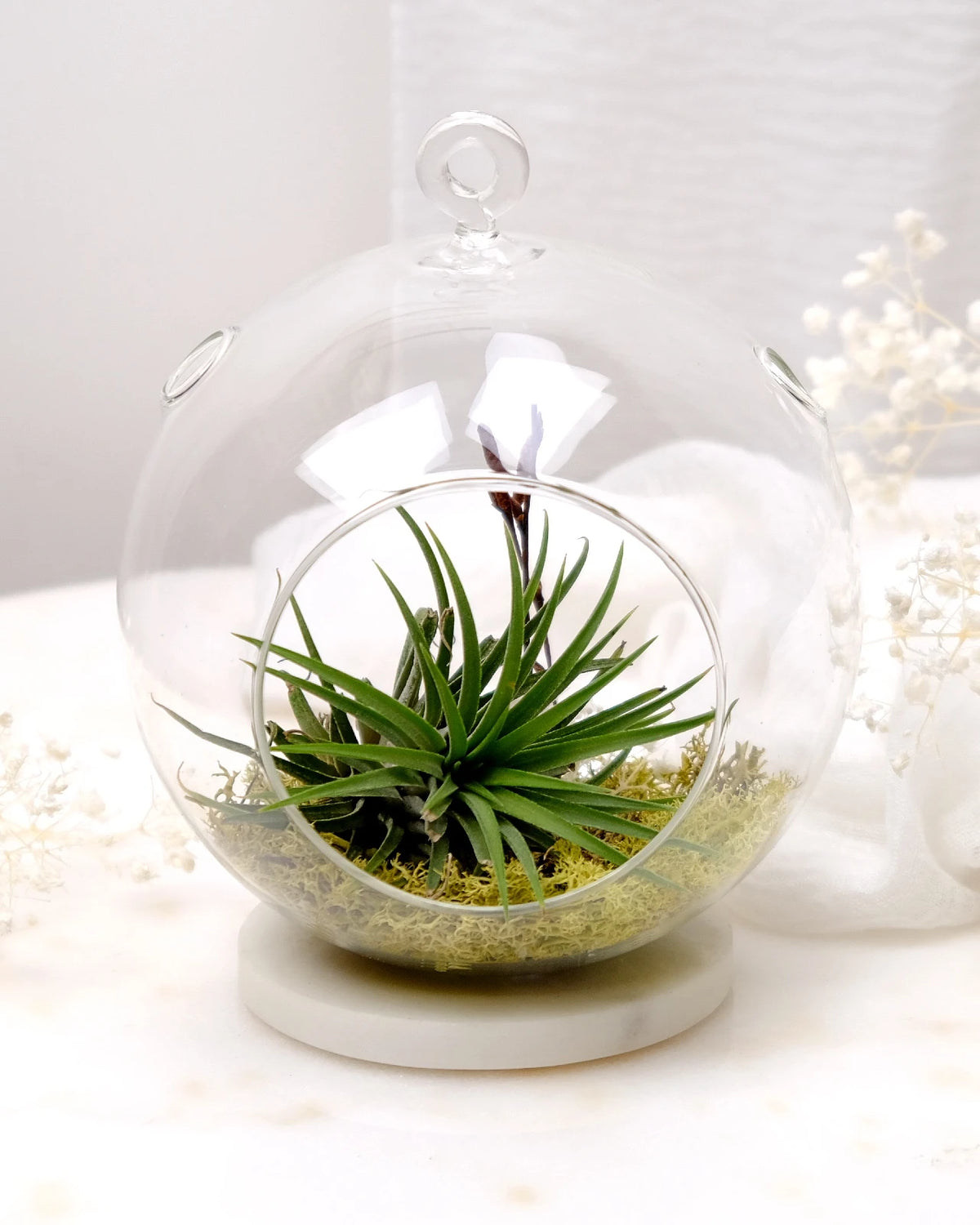 Aria | Terrarium - Tillandsia in Bowl di Vetro