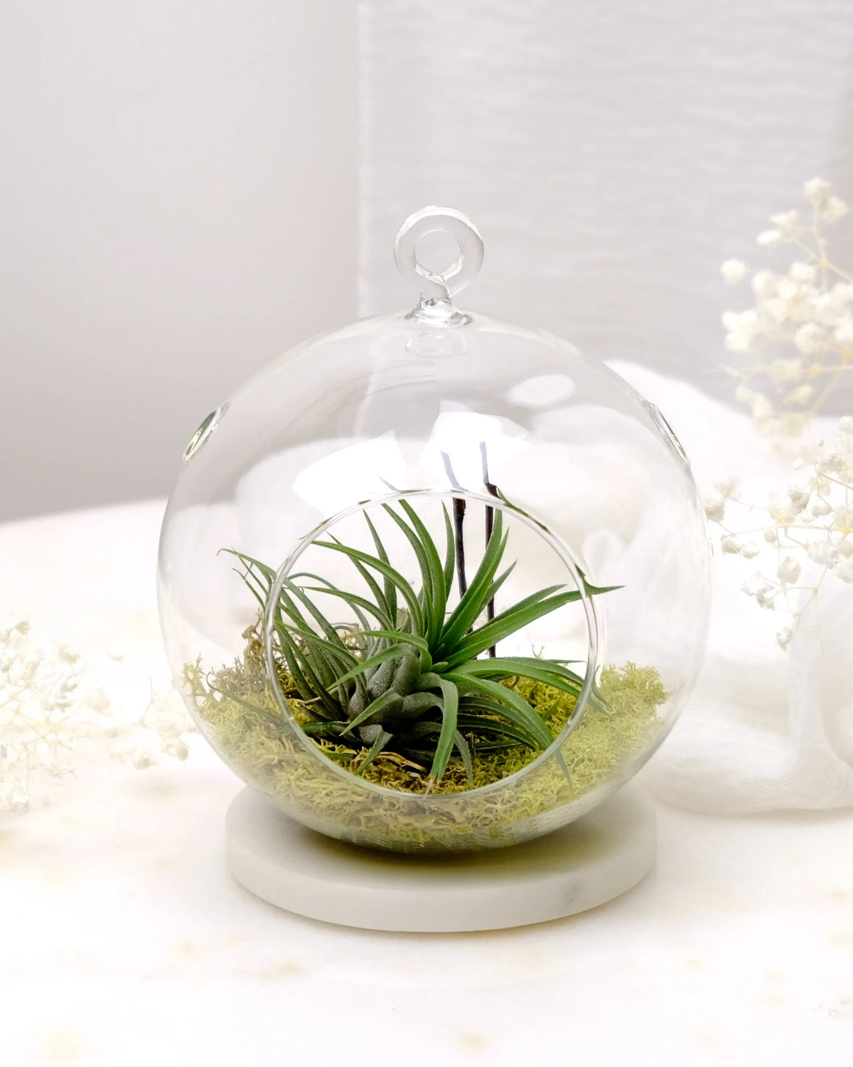 Aria | Terrarium - Tillandsia in Bowl di Vetro