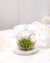 Aria | Terrarium - Tillandsia in Bowl di Vetro