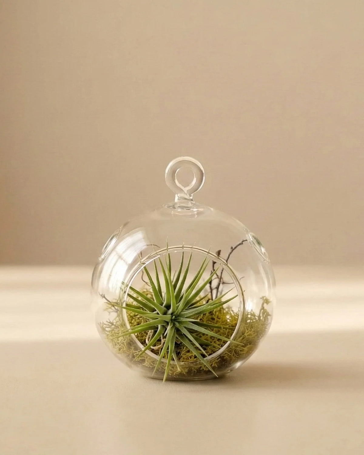 Air plant tillandsia in terrarium bowl vetro trasparente con muschio verde e base decorativa