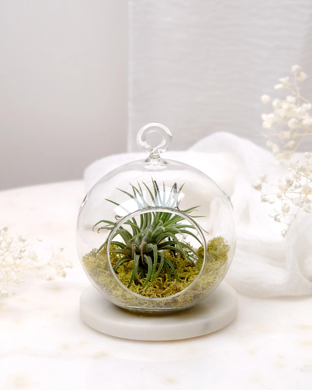 Aria | Terrarium - Tillandsia in Bowl di Vetro