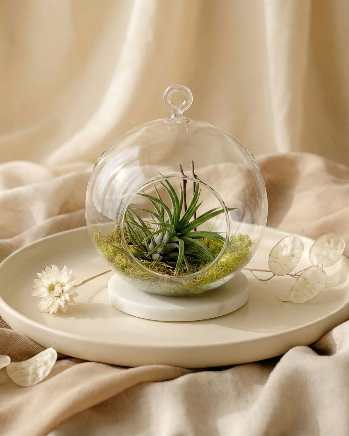 Aria tillandsia ionantha terrarium bowl vetro su piatto ceramica bianca decorazione green minimal