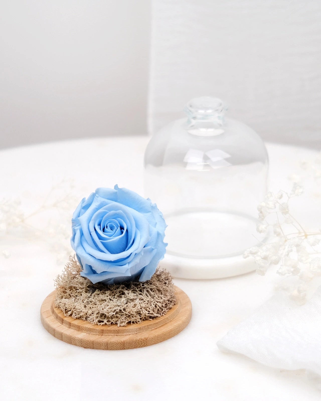 rosa stabilizzata sotto campana di vetro colore celeste