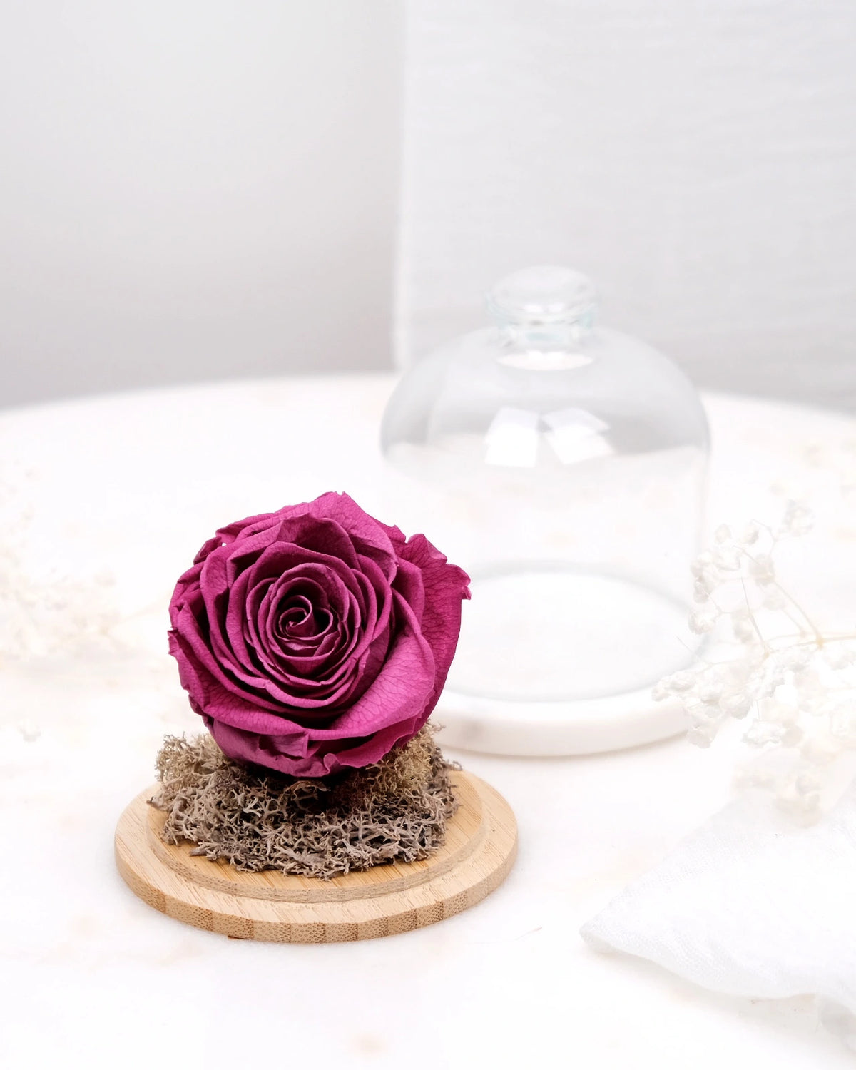 rosa stabilizzata sotto campana di vetro colore mirtillo