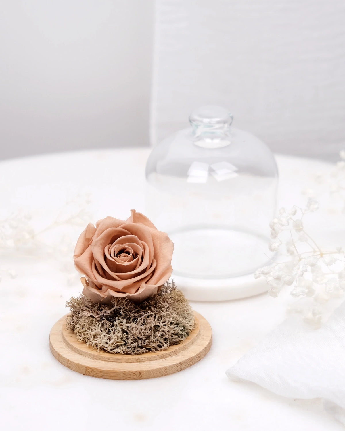 rosa stabilizzata sotto campana di vetro colore nude