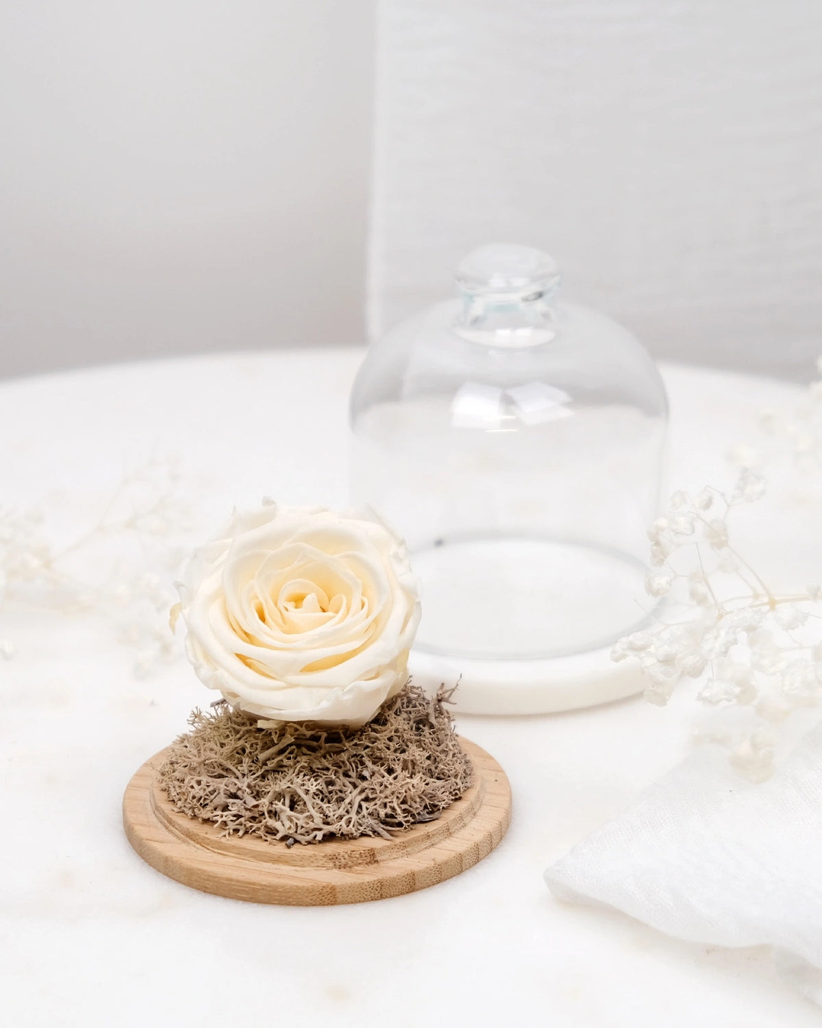 rosa stabilizzata sotto campana di vetro colore perla