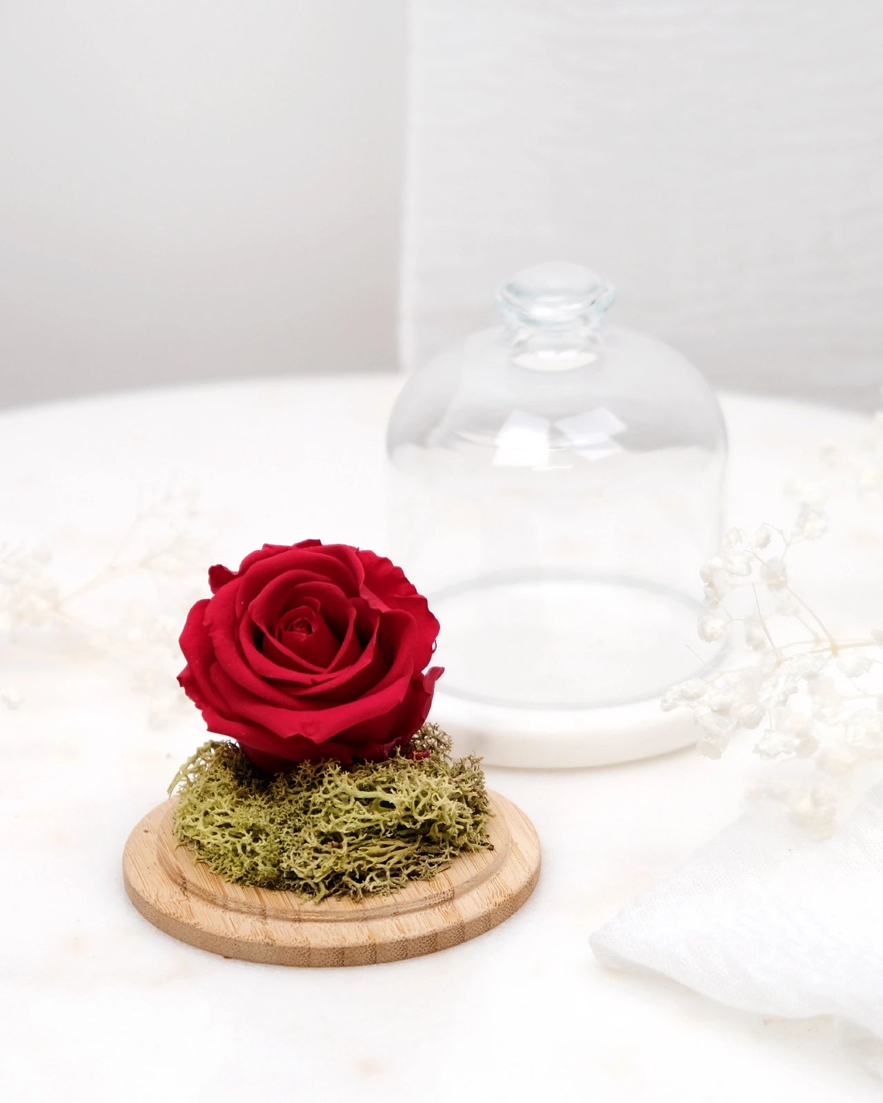 rosa stabilizzata sotto campana di vetro colore rosso