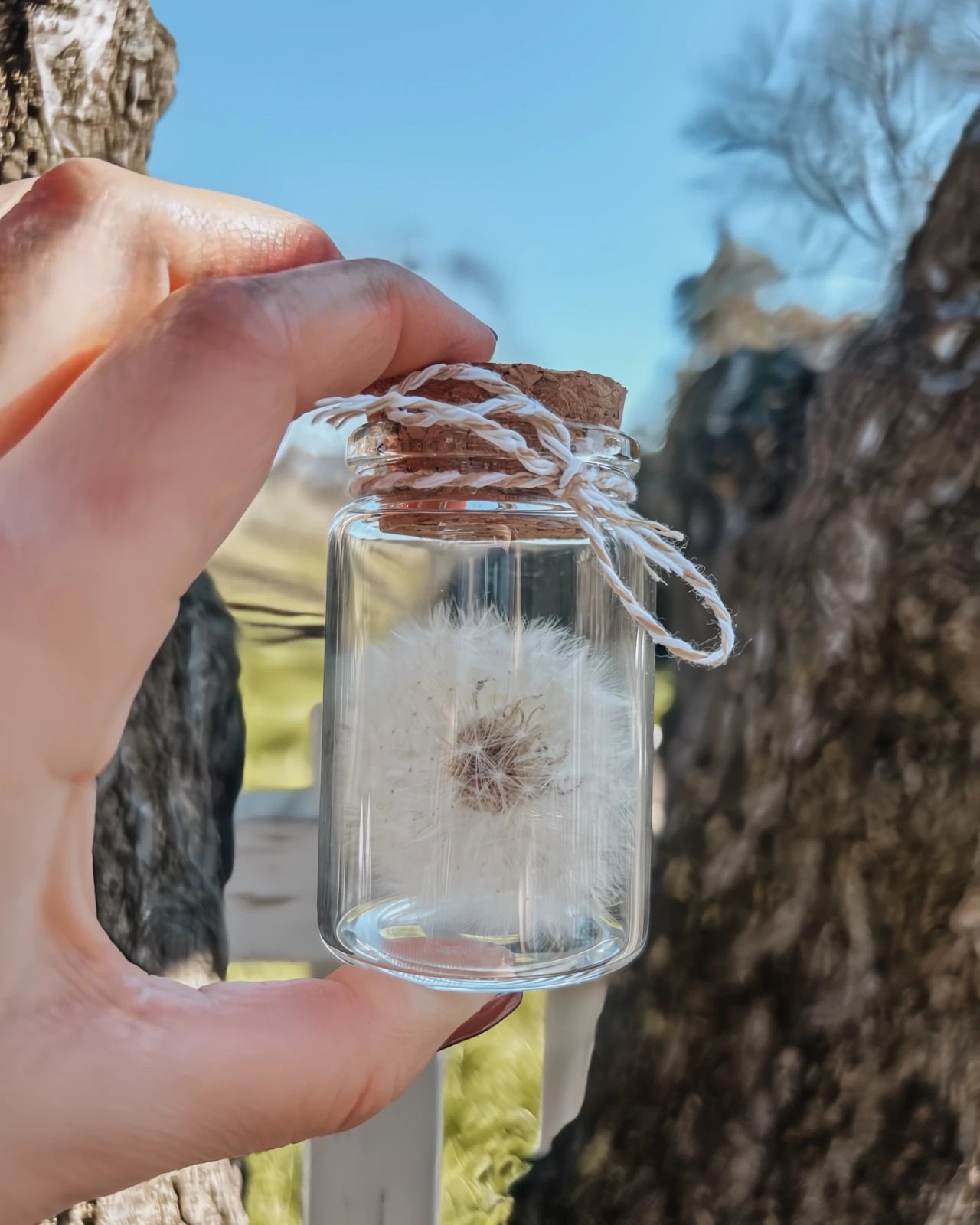 soffione stabilizzato in ampolla di vetro con tappo di sughero - fiore dente di leone