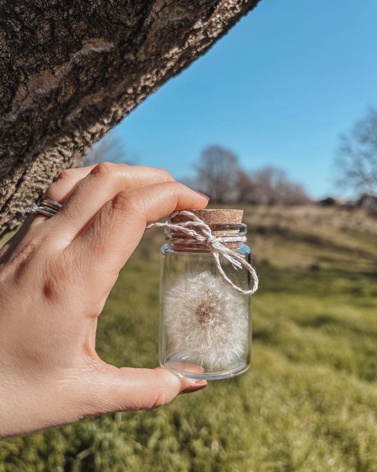 dettaglio del fiore di tarassaco preservato, simbolo di leggerezza e desideri