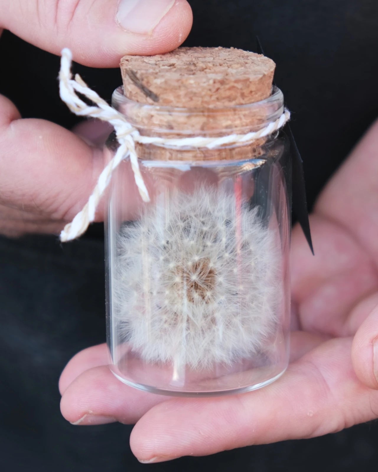 soffione stabilizzato in ampolla di vetro con tappo di sughero - fiore dente di leone