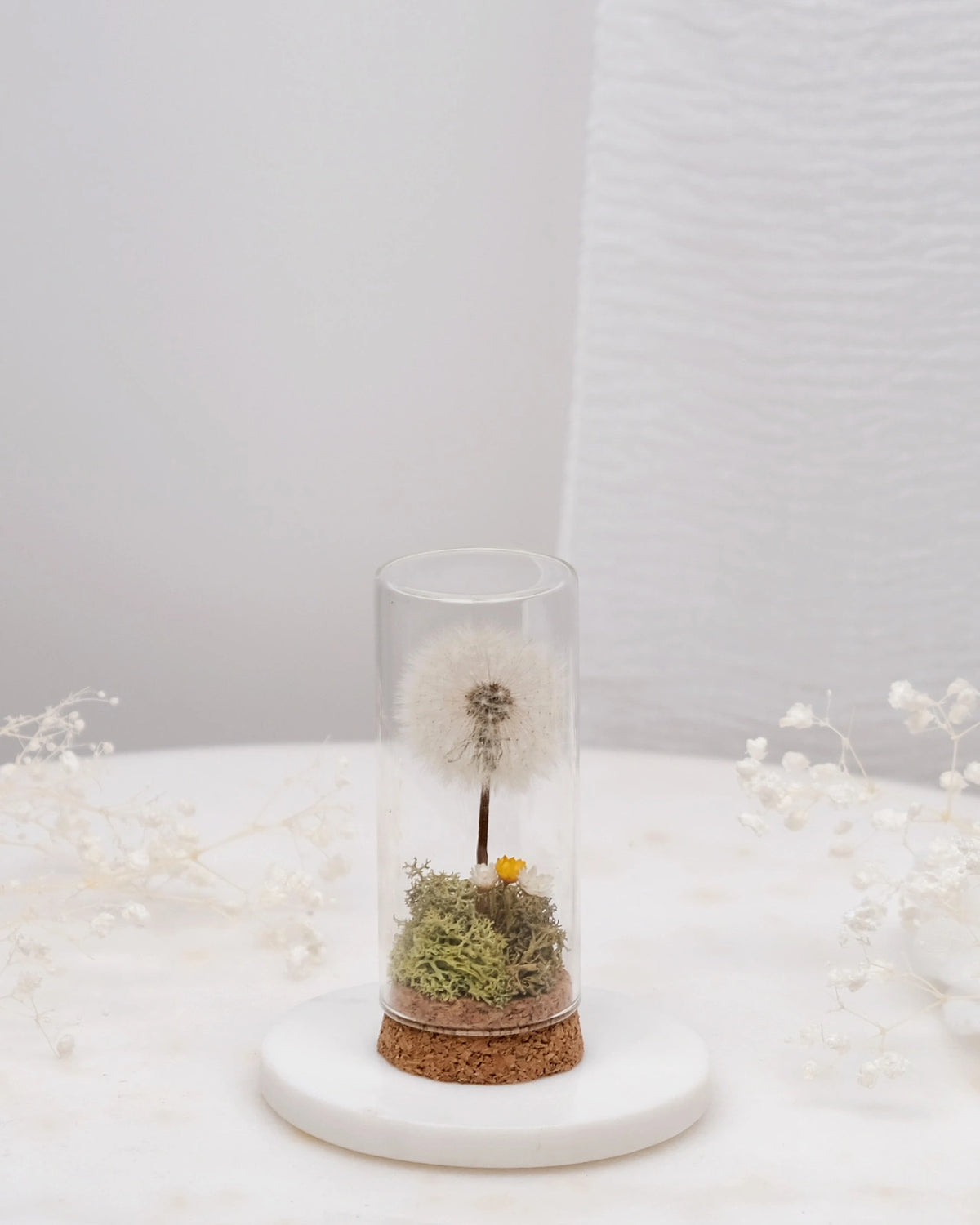 dente di leone ( soffione ) preservato in ampolla di vetro con base di sughero con glixie e muschio verde stabilizzato