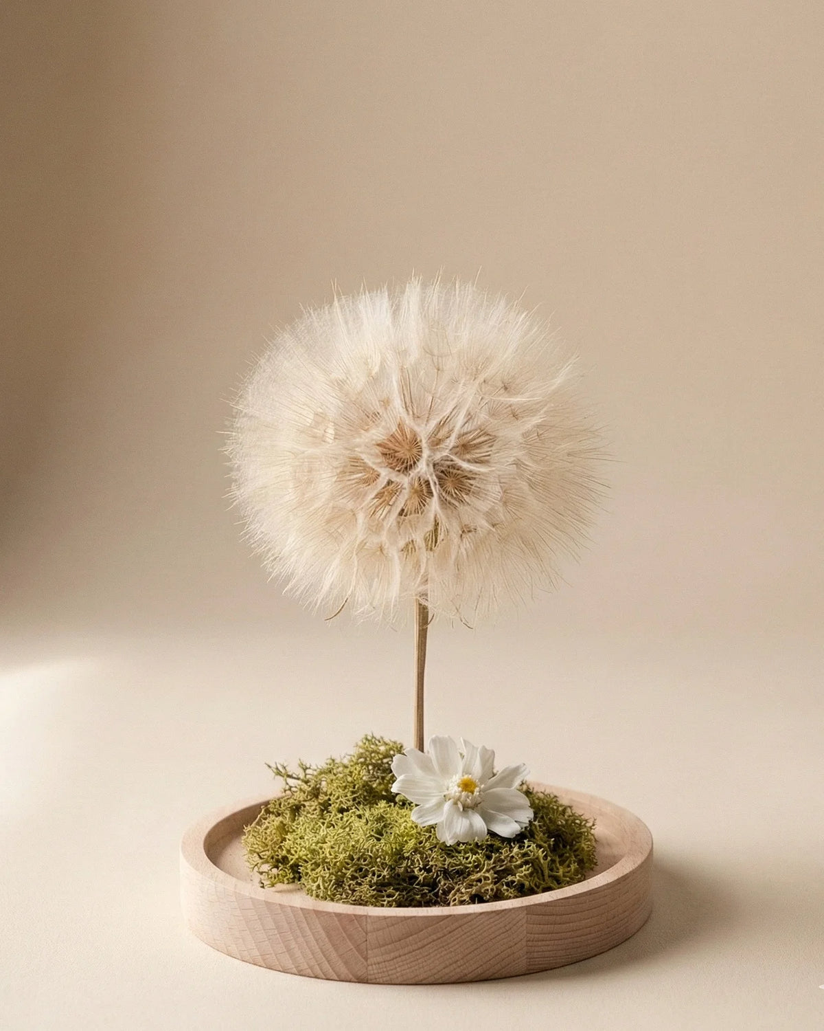 dettaglio soffione maxi stabilizzato ( frutto del fiore di tragopogon ) con muschio stabilizzato e glixia in campana di vetro con base di legno