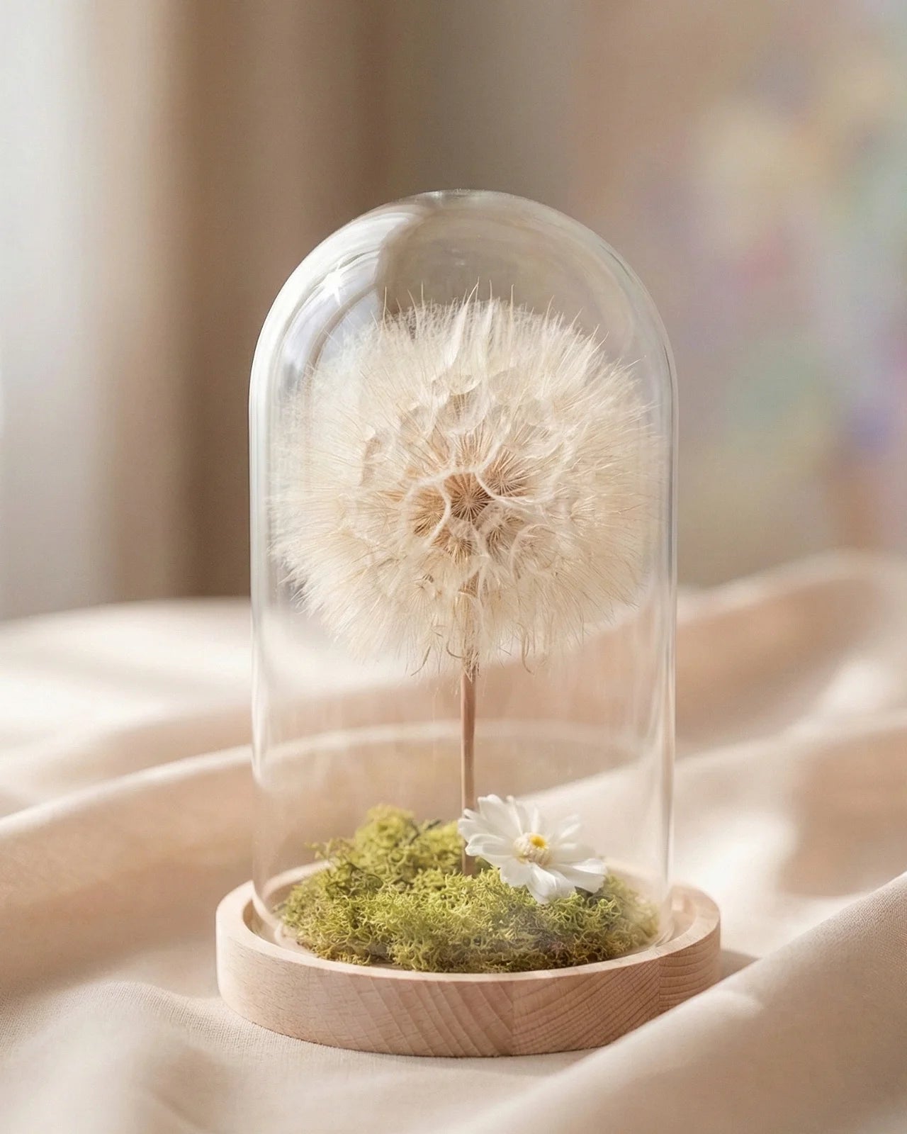 soffione maxi stabilizzato ( frutto del fiore di tragopogon ) con muschio stabilizzato e glixia in campana di vetro con base di legno - Roma 