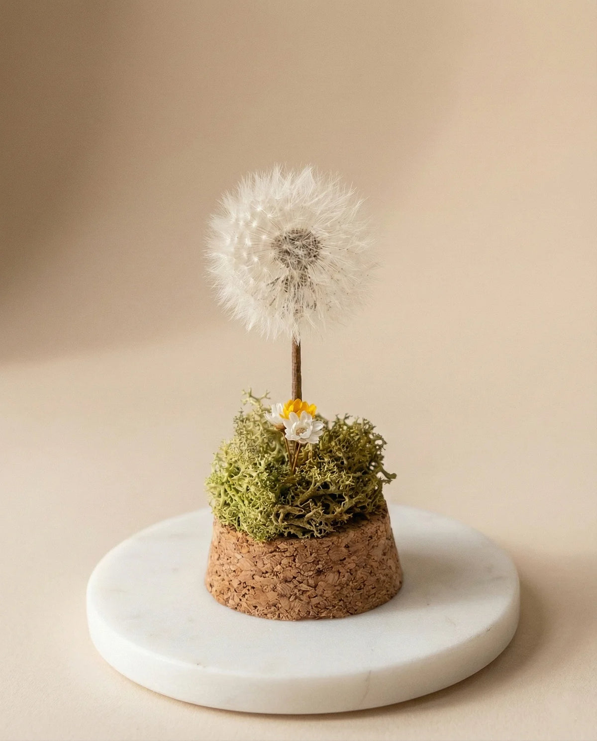 dettaglio del giardino dei desideri con soffione stabilizzato, muschio e glixie 