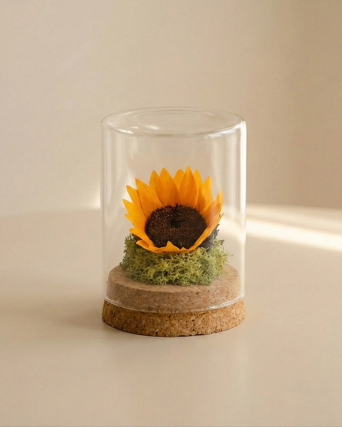 Girasole eterno sotto ampolla di vetro Soleil con muschio verde e base sughero naturale, green decor per casa Roma