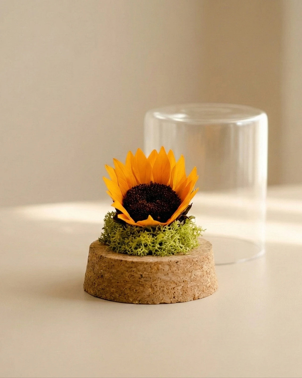 Fiore stabilizzato girasole in cloche vetro con muschio e sughero, decorazione eterna senza manutenzione