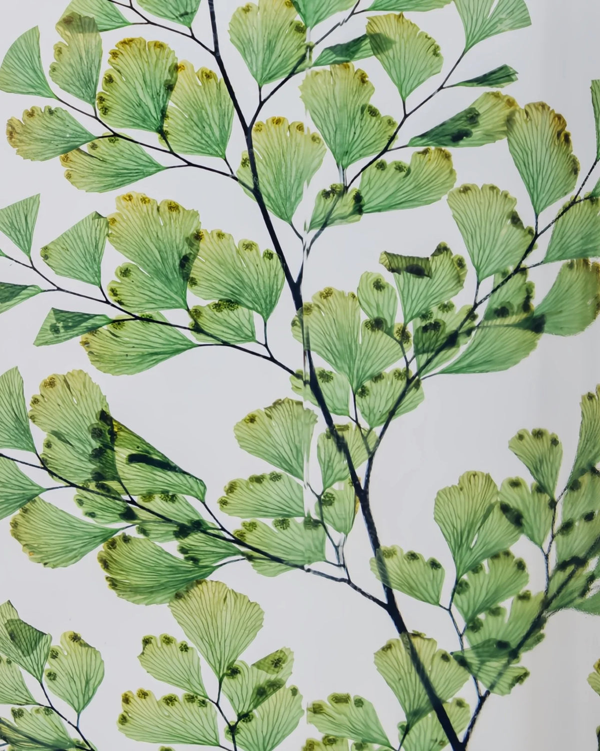 wabi sabi herbarium giapponese artigianali con fiori conservati in bottiglia di vetro farmaceutico e tappo in legno naturale - foglia stabilizzata di luthi - dettaglio