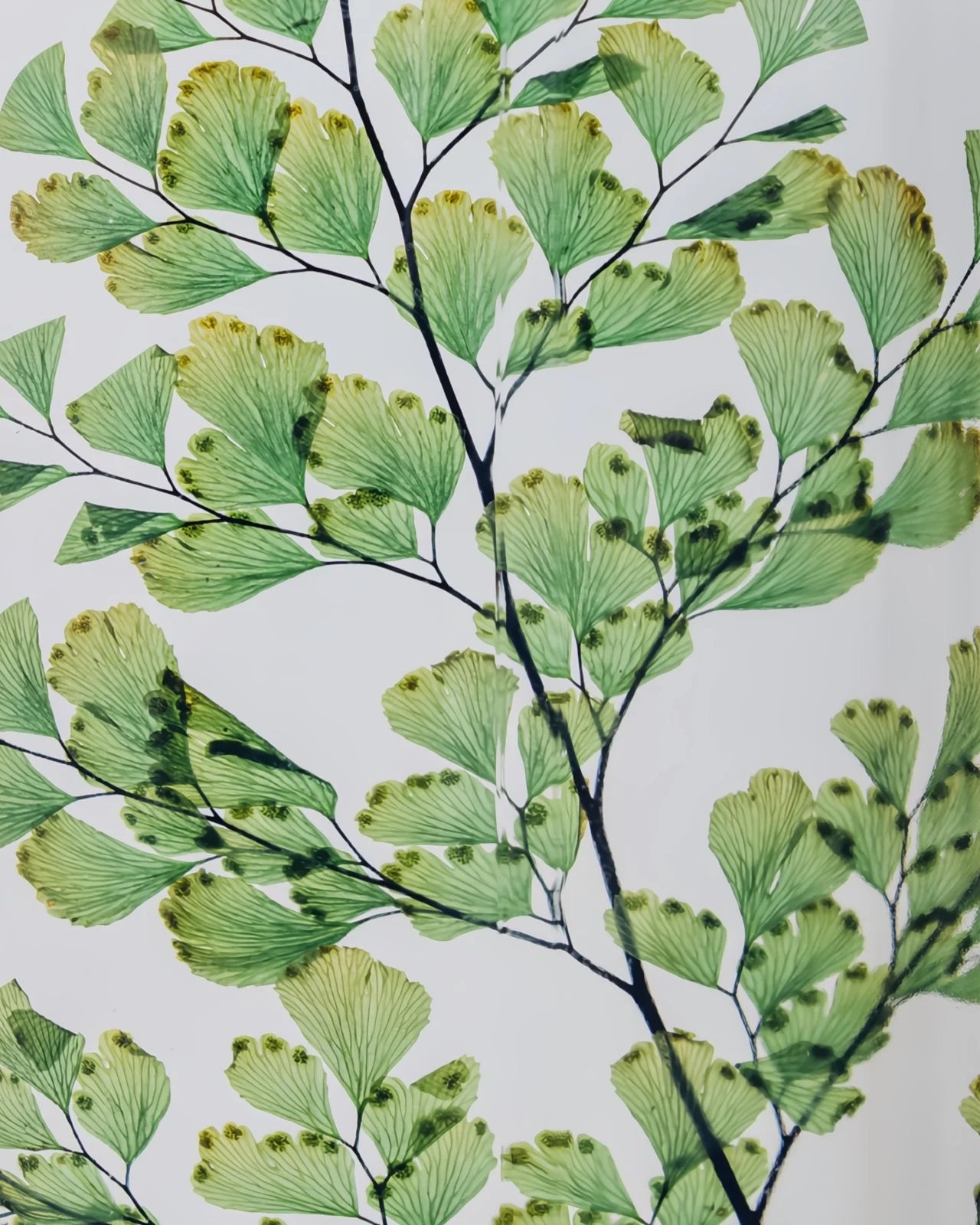 wabi sabi herbarium giapponese artigianali con fiori conservati in bottiglia di vetro farmaceutico e tappo in legno naturale - foglia stabilizzata di luthi - dettaglio