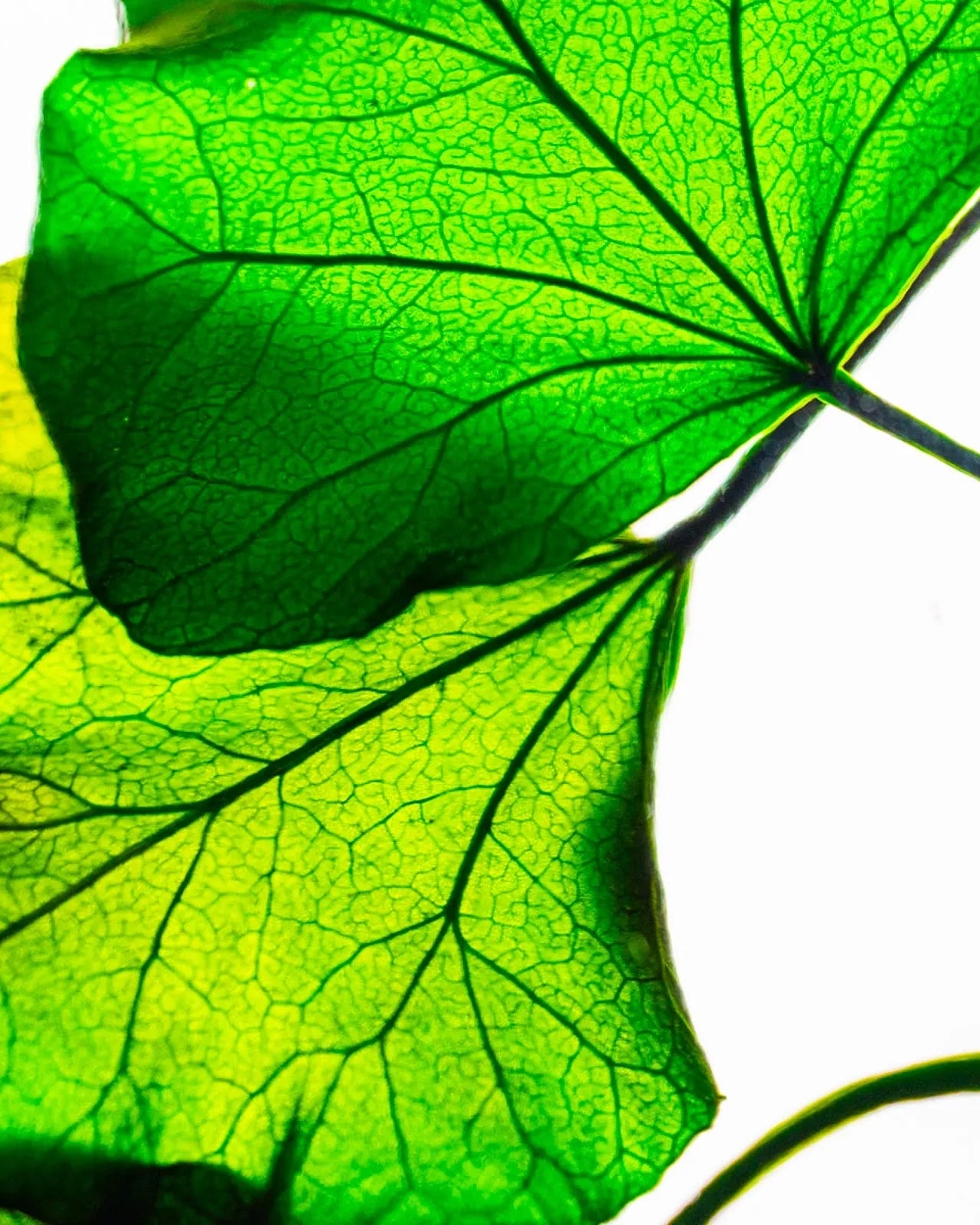 wabi sabi herbarium giapponese artigianali con fiori conservati in bottiglia di vetro farmaceutico e tappo in legno naturale - foglia stabilizzata di edera - dettaglio
