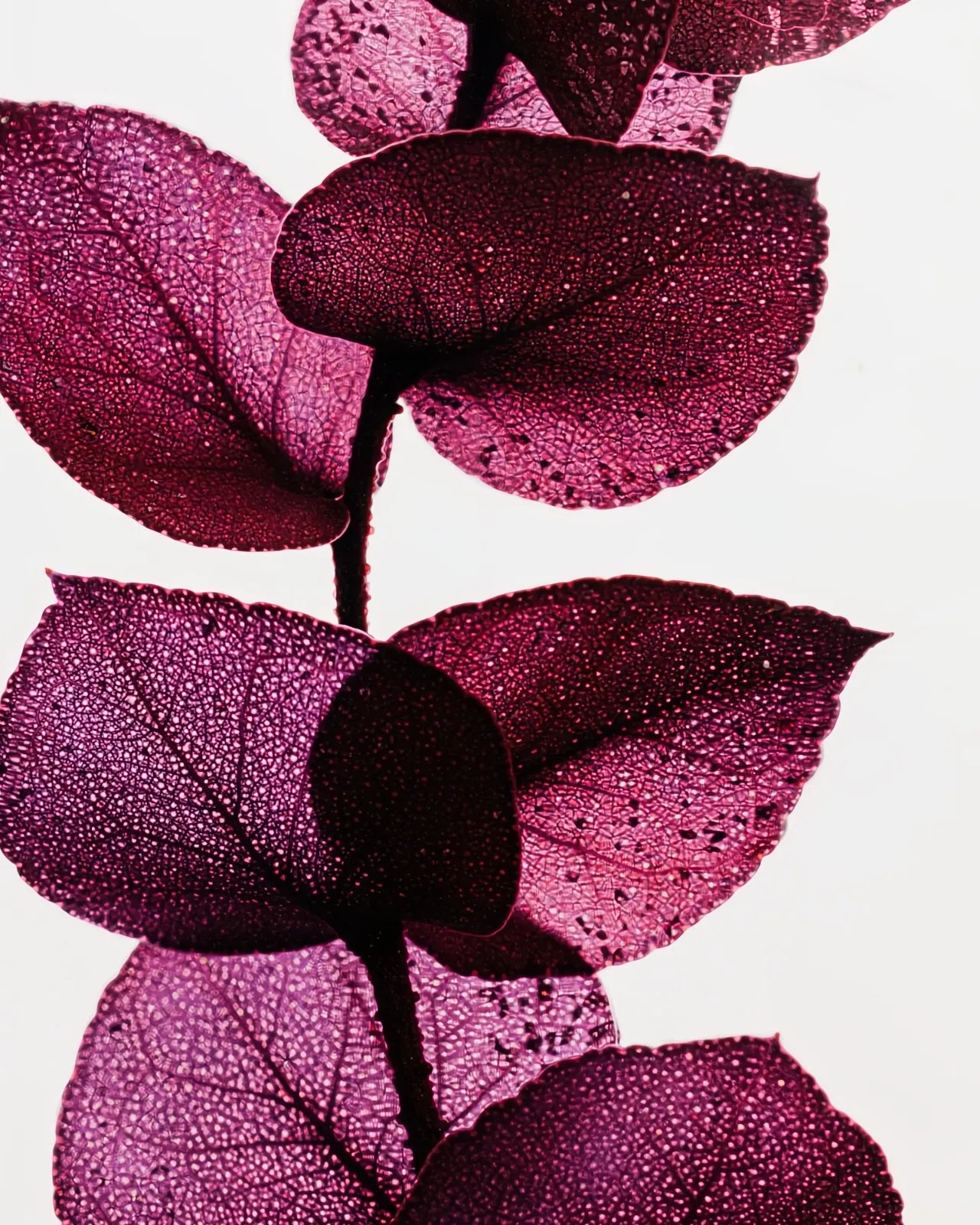 wabi sabi herbarium giapponese artigianali con fiori conservati in bottiglia di vetro farmaceutico e tappo in legno naturale - foglia stabilizzata di eucalipto viola - dettaglio