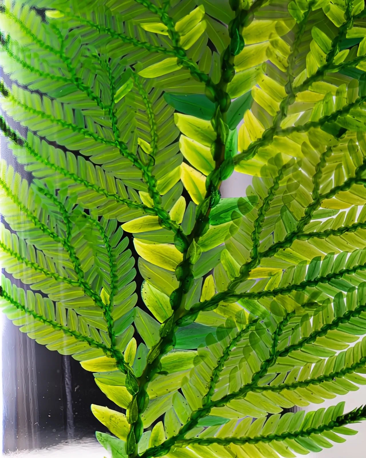 wabi sabi herbarium giapponese artigianali con fiori conservati in bottiglia di vetro farmaceutico e tappo in legno naturale - foglia stabilizzata di felce colombiana - dettaglio