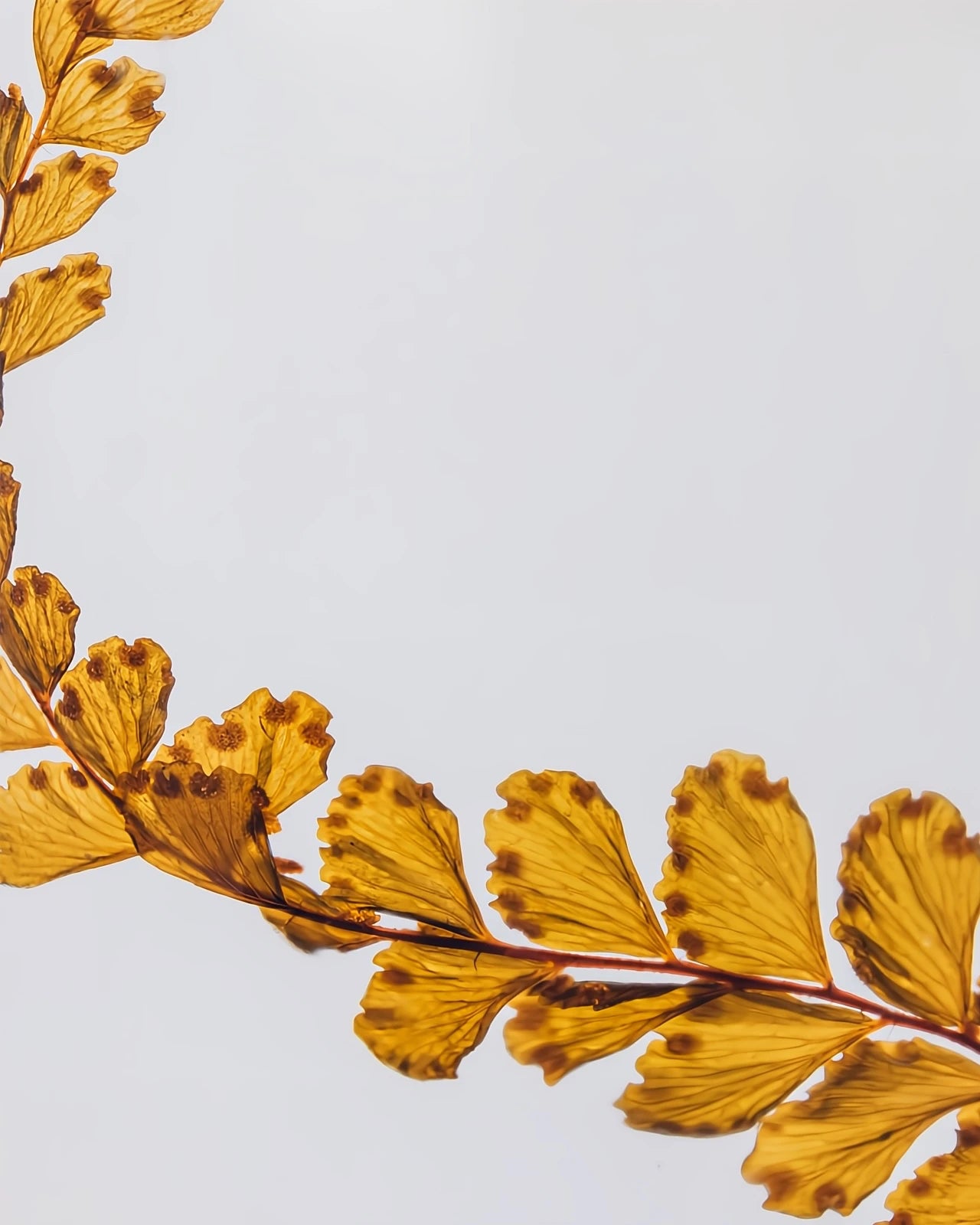 wabi sabi herbarium giapponese artigianali con fiori conservati in bottiglia di vetro farmaceutico e tappo in legno naturale - foglia stabilizzata di felce gialla - dettaglio