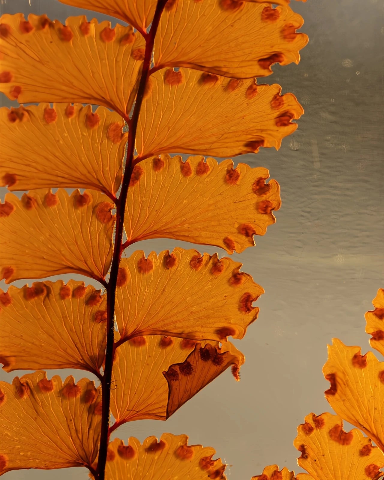 wabi sabi herbarium giapponese artigianali con fiori conservati in bottiglia di vetro farmaceutico e tappo in legno naturale - foglia stabilizzata di felce rossastra - dettaglio