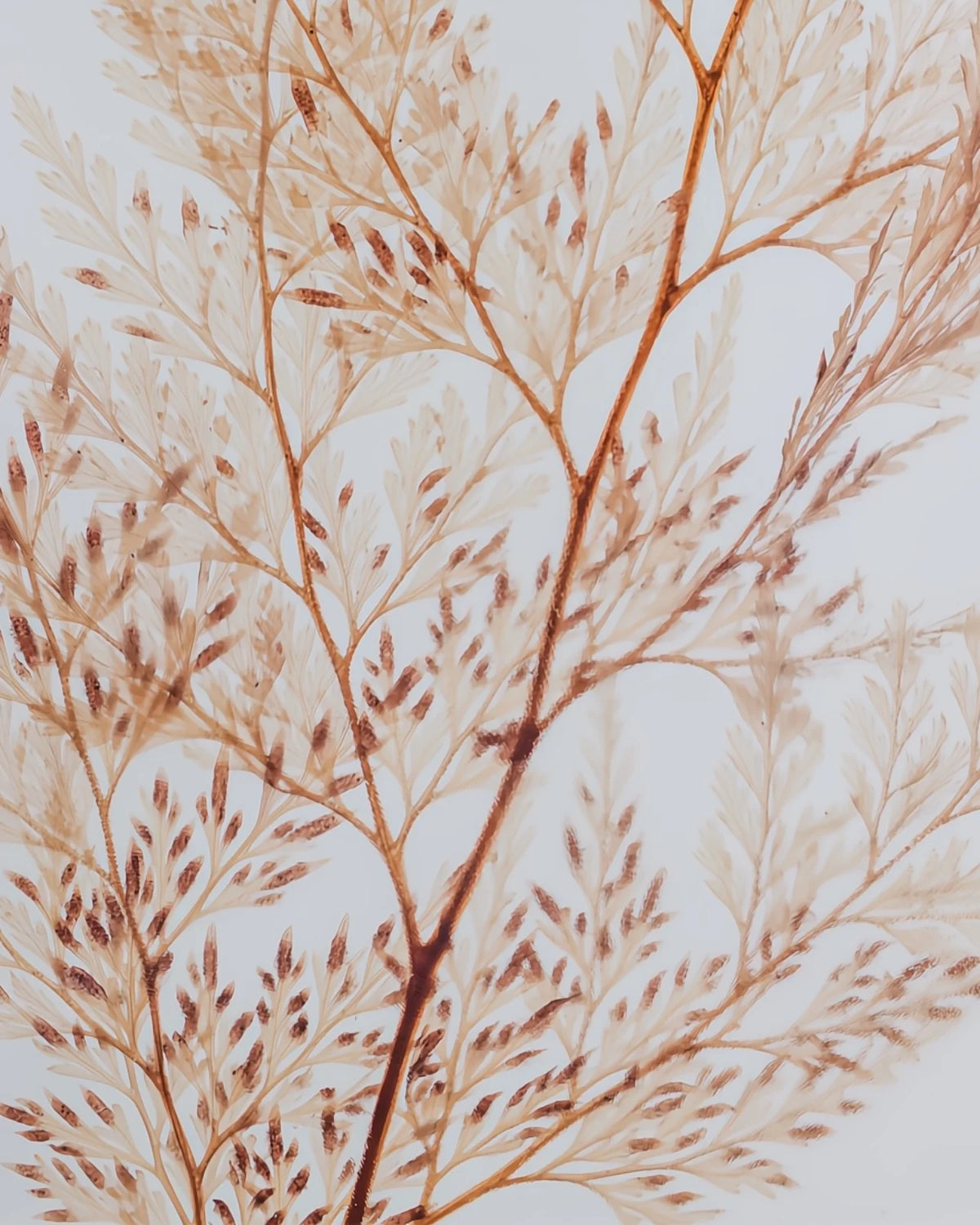 wabi sabi herbarium giapponese artigianali con fiori conservati in bottiglia di vetro farmaceutico e tappo in legno naturale - foglia stabilizzata di felce neve -  dettaglio