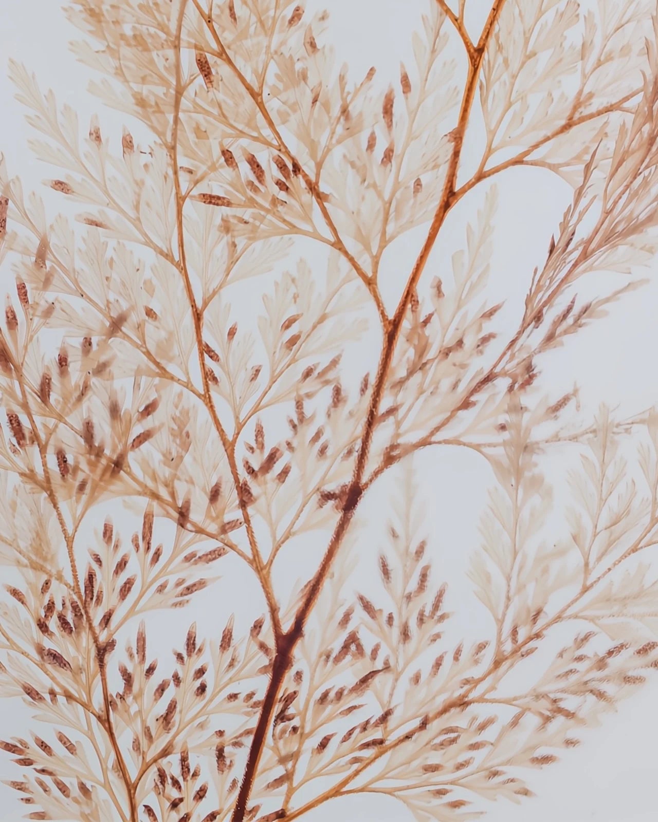 wabi sabi herbarium giapponese artigianali con fiori conservati in bottiglia di vetro farmaceutico e tappo in legno naturale - foglia stabilizzata di felce neve -  dettaglio