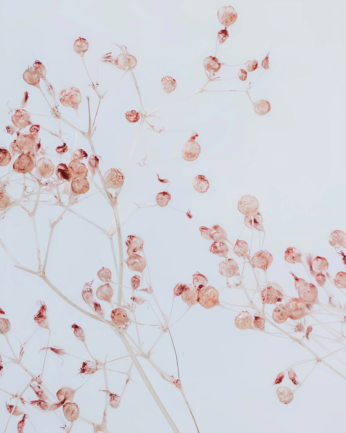 wabi sabi herbarium giapponese artigianali con fiori conservati in bottiglia di vetro farmaceutico e tappo in legno naturale - fiori di gypsophila rosa - dettaglio