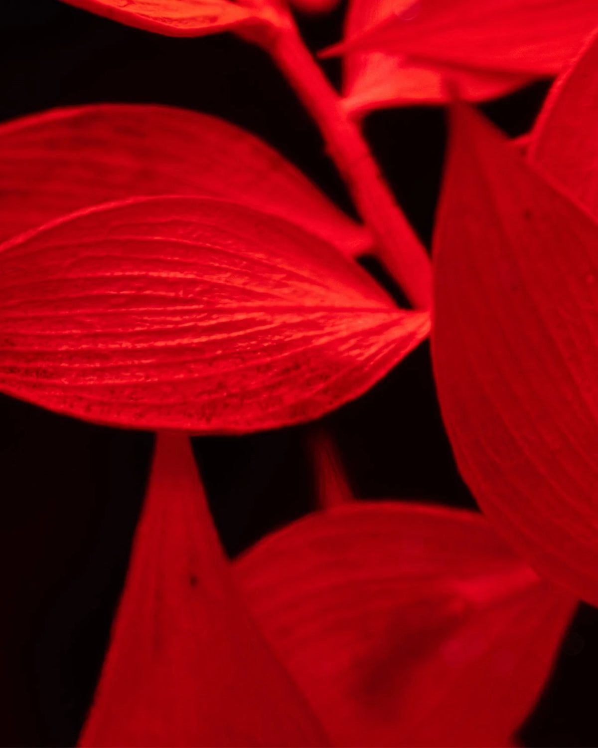 wabi sabi herbarium giapponese artigianali con fiori conservati in bottiglia di vetro farmaceutico e tappo in legno naturale - ramo di ruscus rosso - dettaglio
