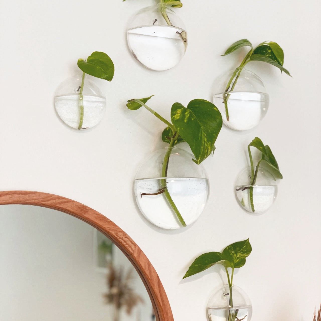 Aqua: Vaso da Parete Idroponica con Talea o Fiori Secchi