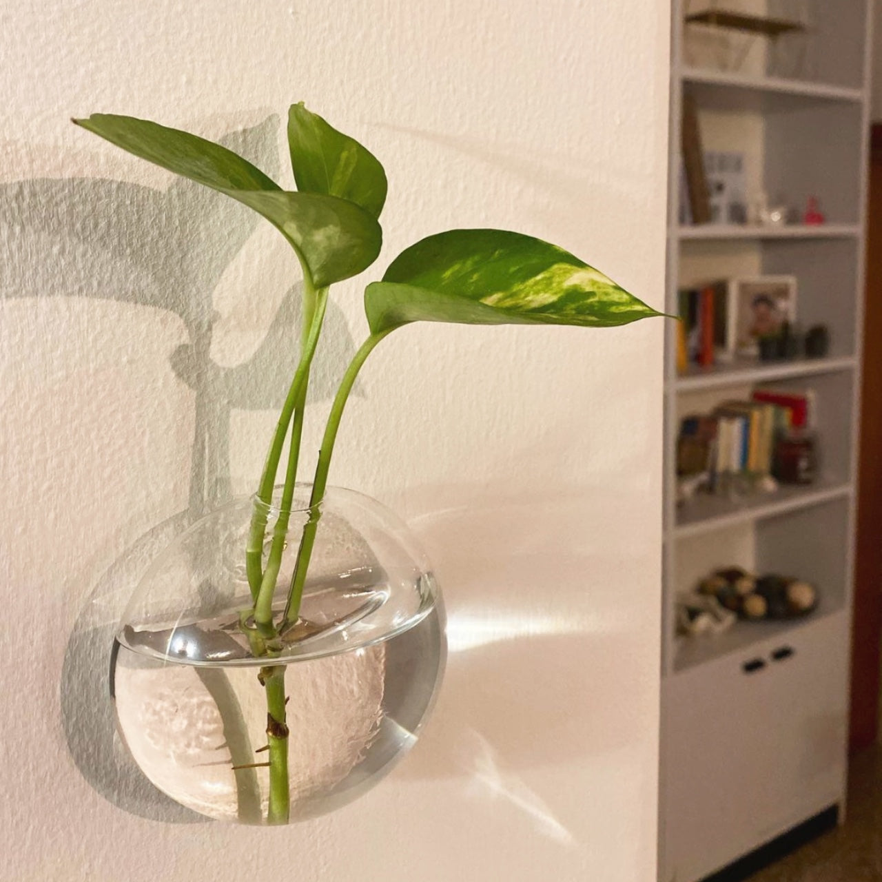 Aqua: Vaso da Parete Idroponica con Talea o Fiori Secchi