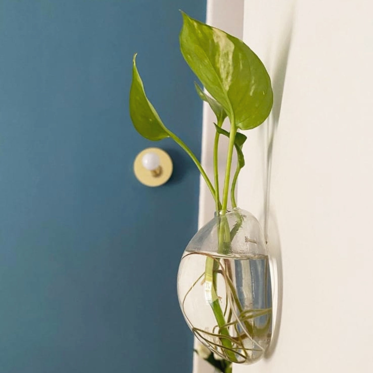 Aqua: Vaso da Parete Idroponica con Talea o Fiori Secchi