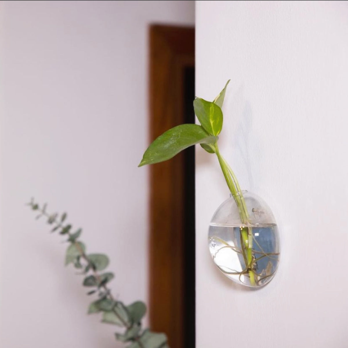 Aqua: Vaso da Parete Idroponica con Talea o Fiori Secchi