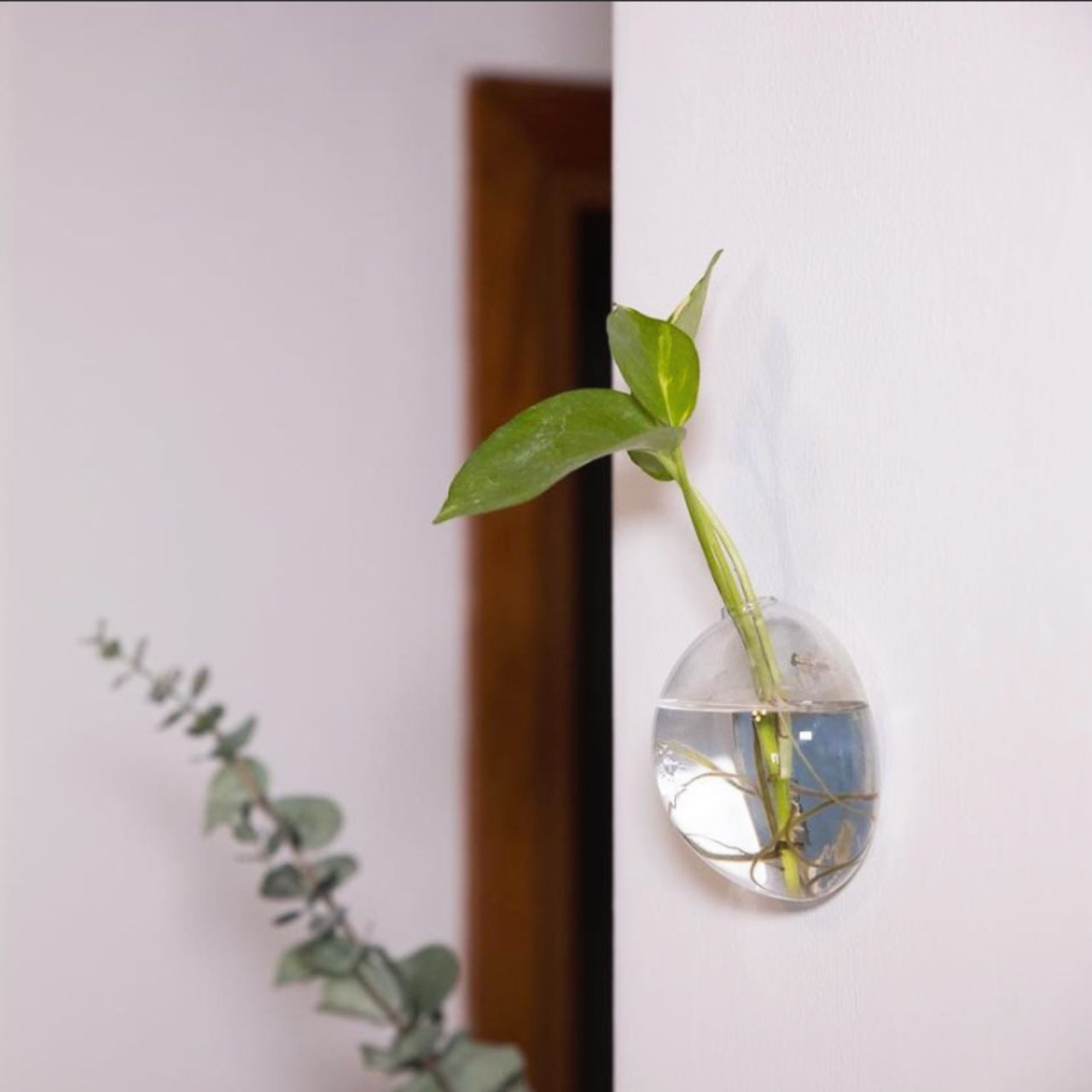 Aqua: Vaso da Parete Idroponica con Talea o Fiori Secchi