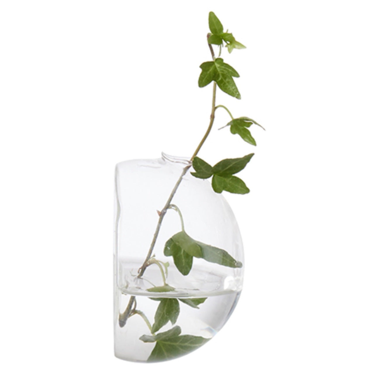 Aqua: Vaso da Parete Idroponica con Talea o Fiori Secchi