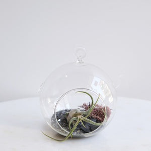 Aria: Tillandsia in Bowl di Vetro