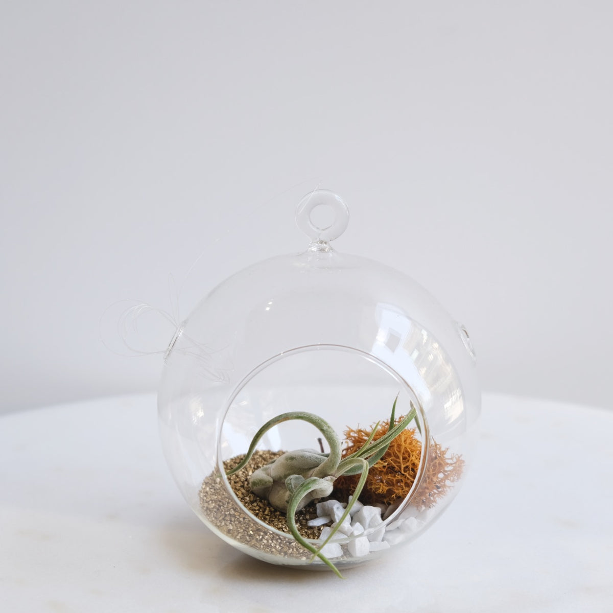 Aria: Tillandsia in Bowl di Vetro