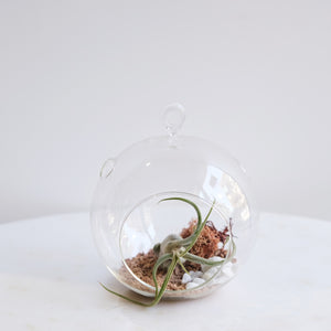 Aria: Tillandsia in Bowl di Vetro