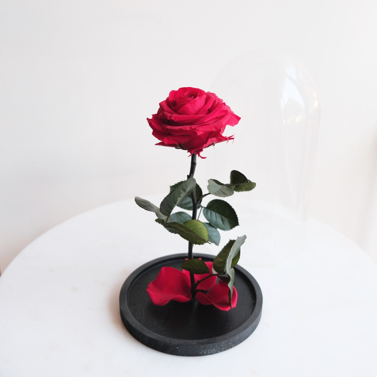 Fabula: Rosa Stabilizzata con Gambo in Campana di Vetro